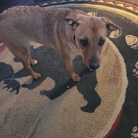 Lost Pet Image