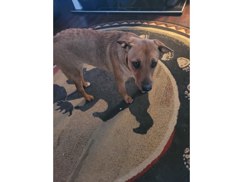 Pet Photo