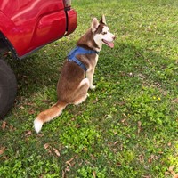 Lost Pet Image