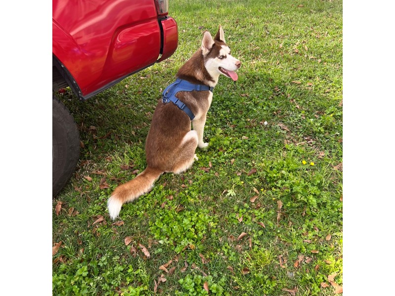 Pet Photo