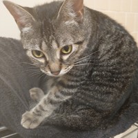 Lost Pet Image