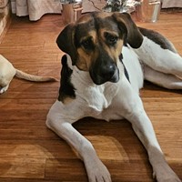 Lost Pet Image