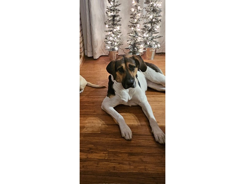Pet Photo