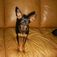 Lost Pet Image