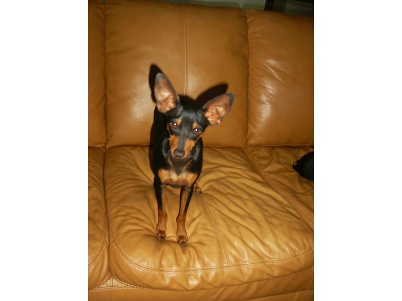 Pet Photo