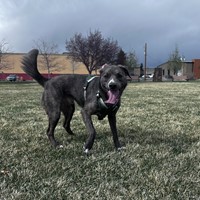 Lost Pet Image