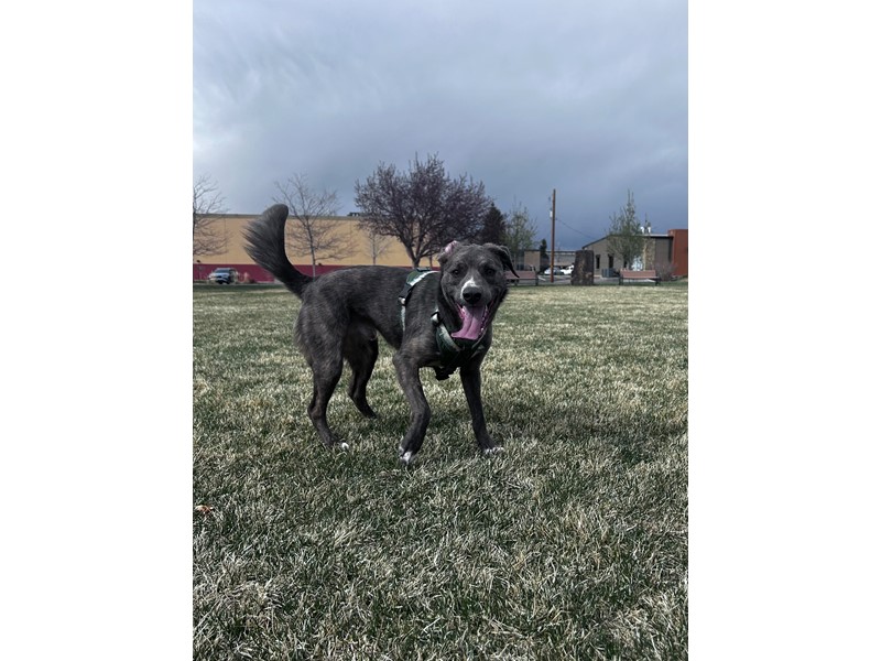 Pet Photo
