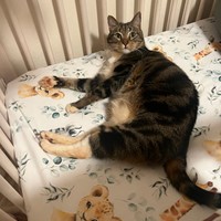 Lost Pet Image