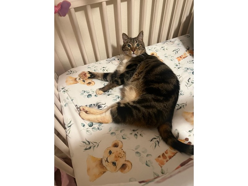 Pet Photo