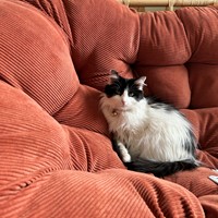 Lost Pet Image