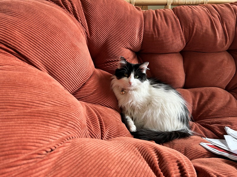 Pet Photo