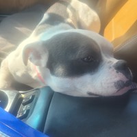 Lost Pet Image