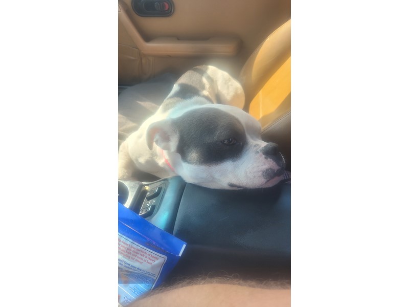 Pet Photo