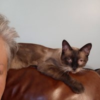 Lost Pet Image