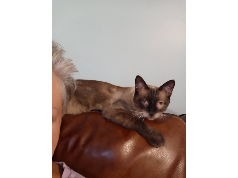 Pet Photo