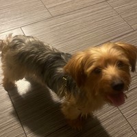 Lost Pet Image
