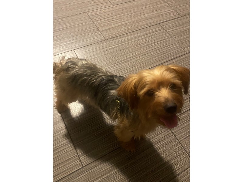 Pet Photo