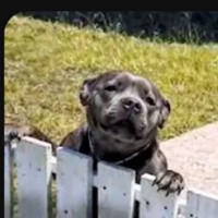 Lost Pet Image