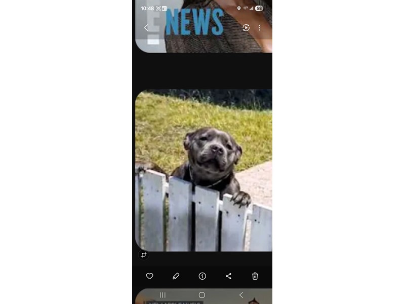 Pet Photo