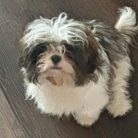 Lost Pet Image