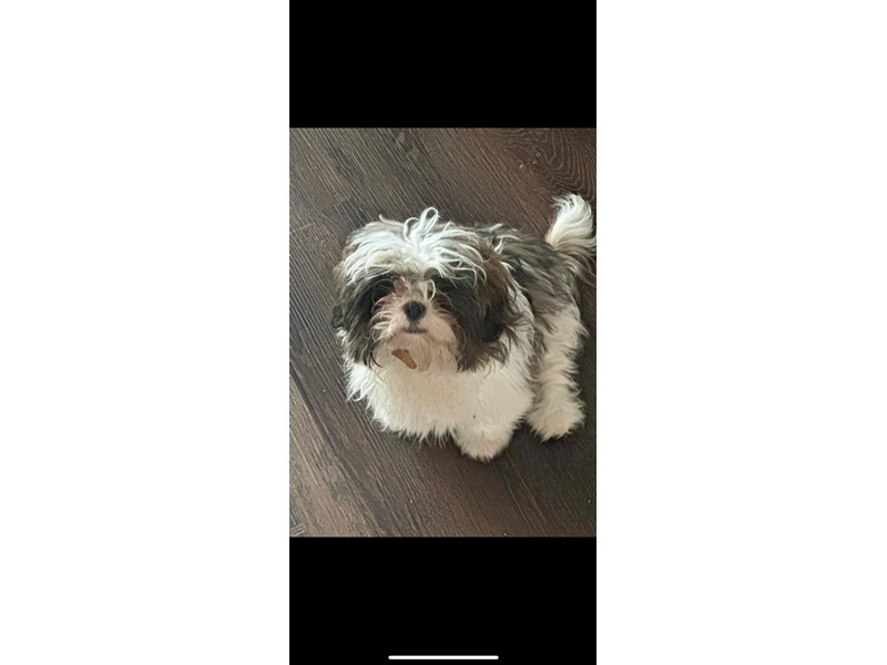 Pet Photo