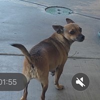 Lost Pet Image