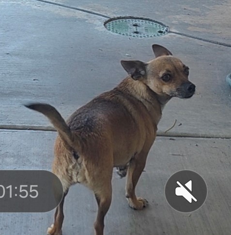 Pet Photo