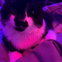 Lost Pet Image