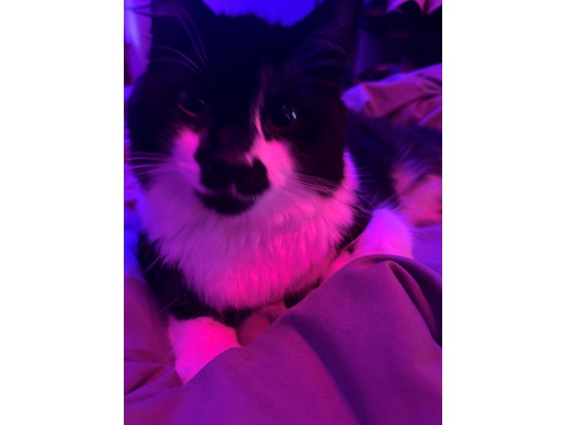Pet Photo