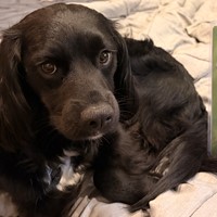 Lost Pet Image