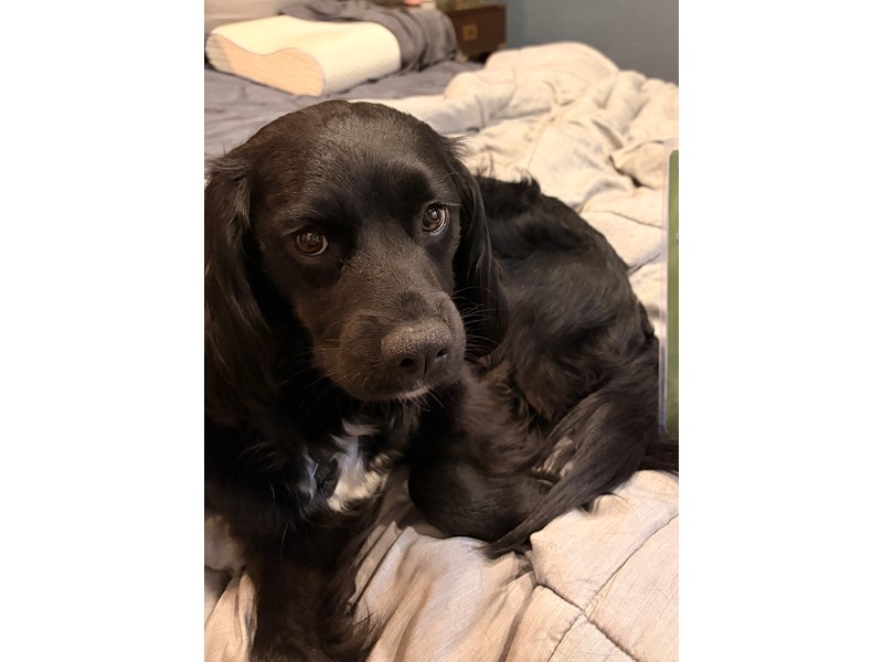 Pet Photo