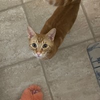 Lost Pet Image