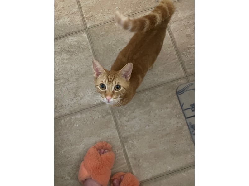 Pet Photo