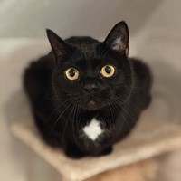 Lost Pet Image