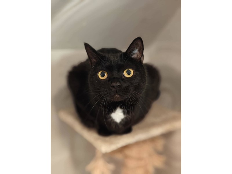 Pet Photo