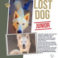 Lost Pet Image