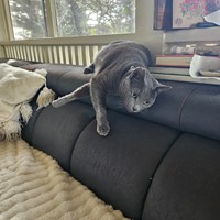 Lost Pet Image