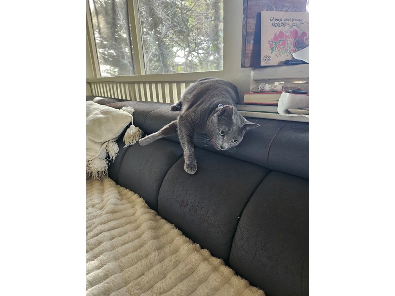 Pet Photo