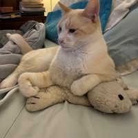 Lost Pet Image