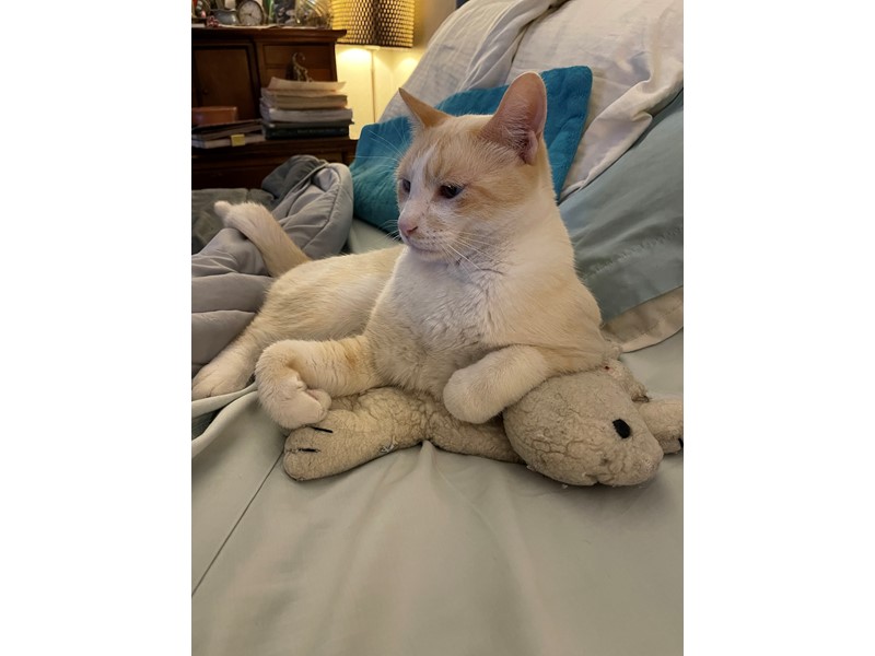 Pet Photo
