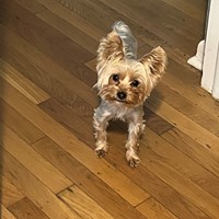 Lost Pet Image