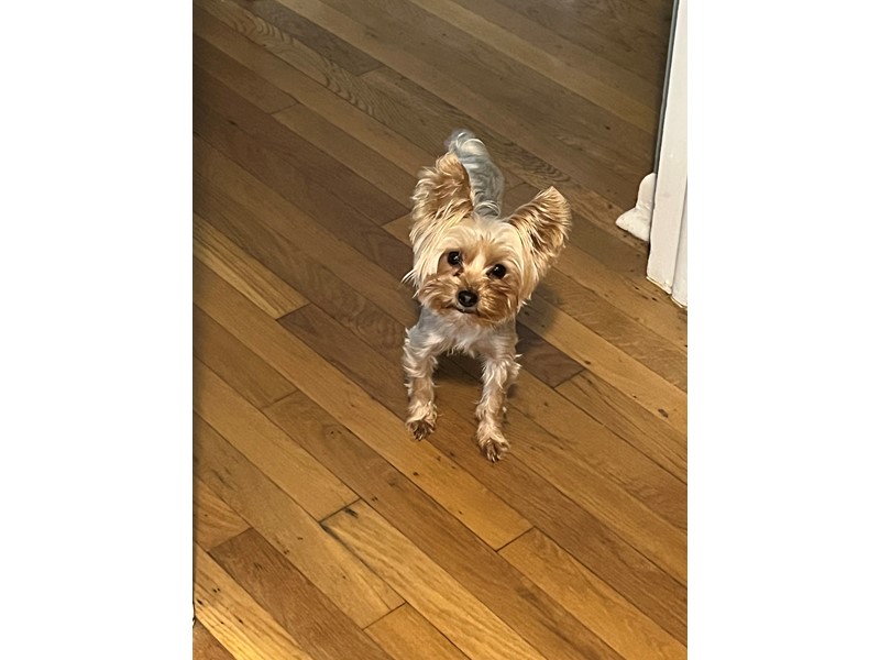 Pet Photo