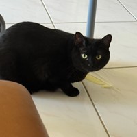 Lost Pet Image