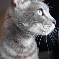 Lost Pet Image