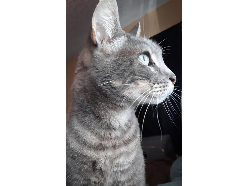 Pet Photo
