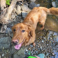 Lost Pet Image