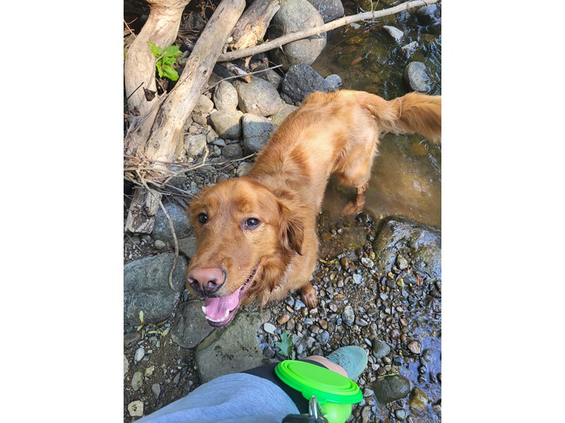 Pet Photo
