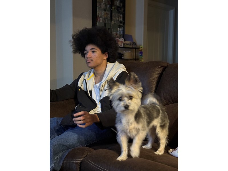 Pet Photo