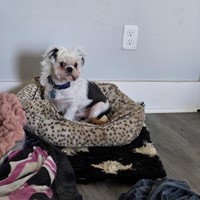 Lost Pet Image