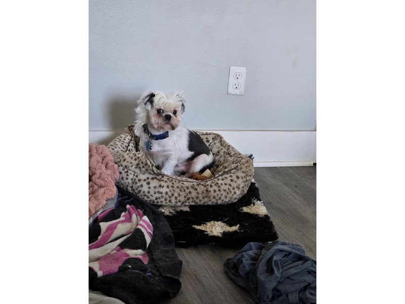 Pet Photo